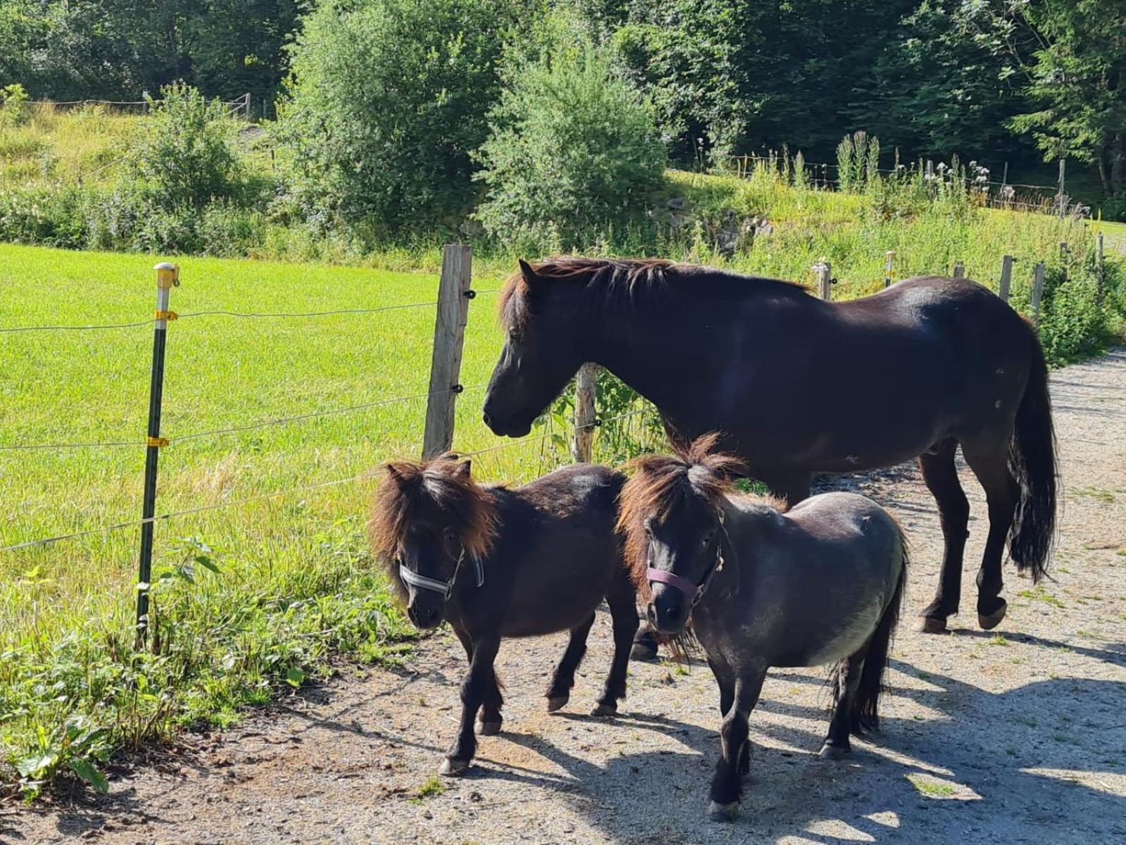 Obermuehlhof Lejlighed Saalfelden Eksteriør billede